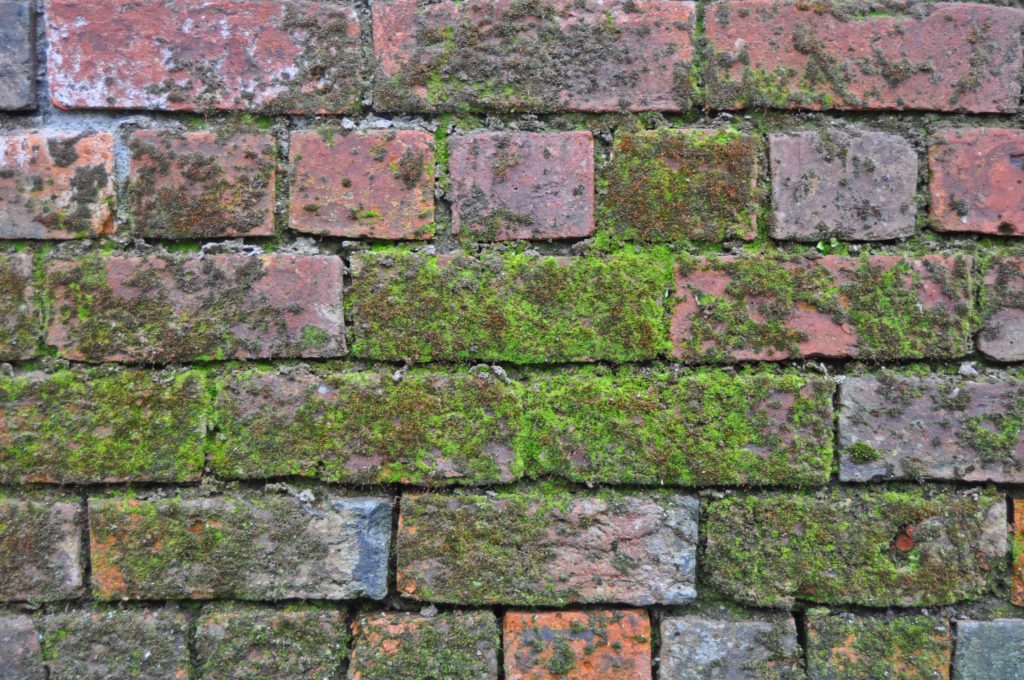Damp brick wall